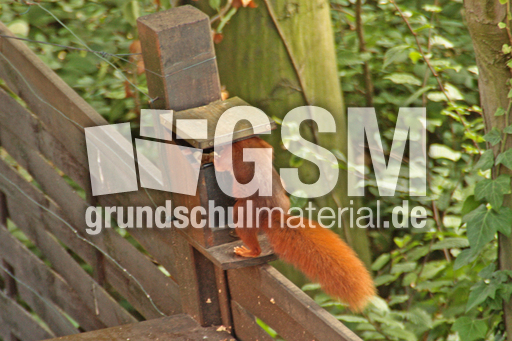 Eichhörnchen-A-71.jpg